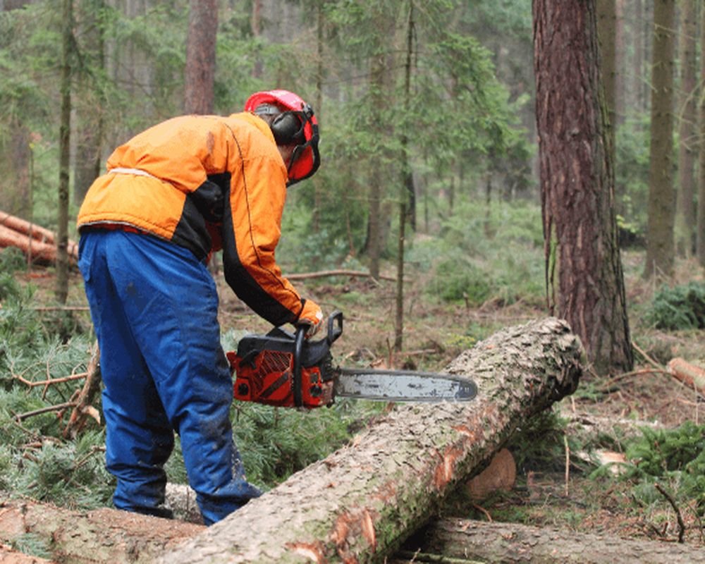 tree-cutting--1