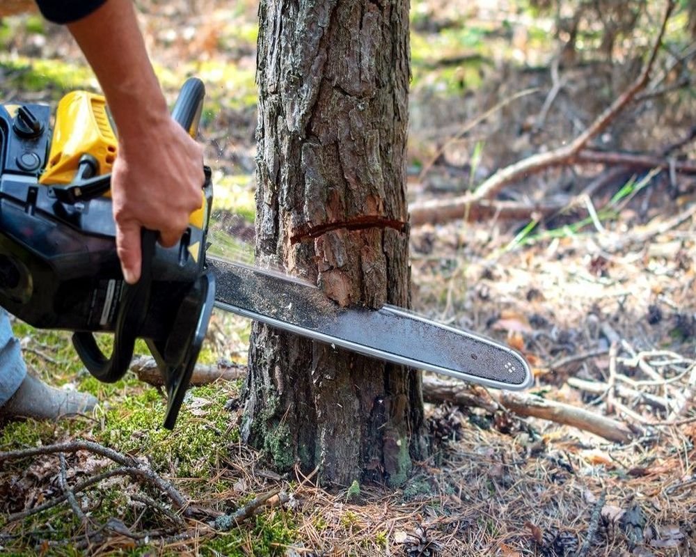 tree-cutting--3